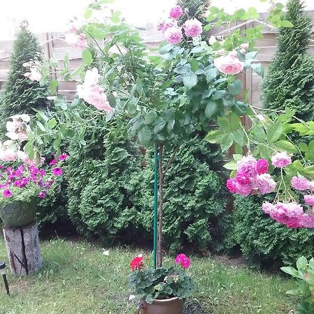 דירות Stary Toruń Pokoje Mlodziezowe מראה חיצוני תמונה