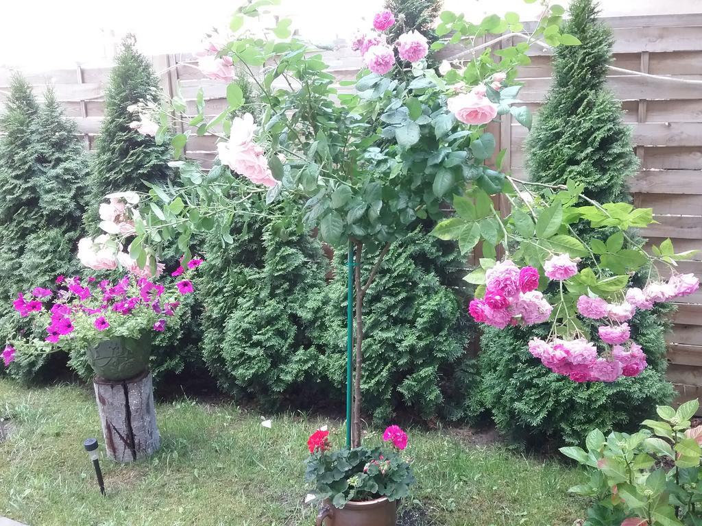 דירות Stary Toruń Pokoje Mlodziezowe מראה חיצוני תמונה